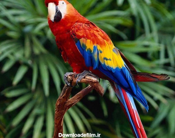 والپیپرهای طوطی | عکسهای باکیفیت از طوطی های رنگارنگ