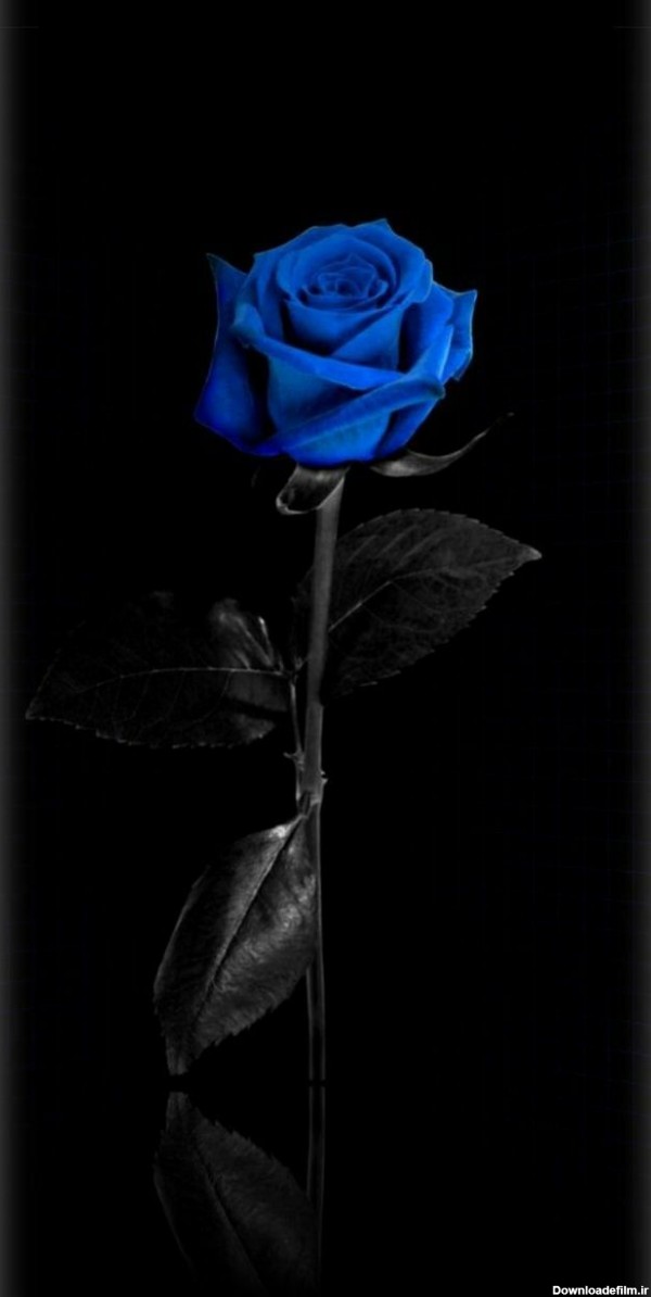 بک گراند دوست داشتنی گل رز آبی برای سامسونگ