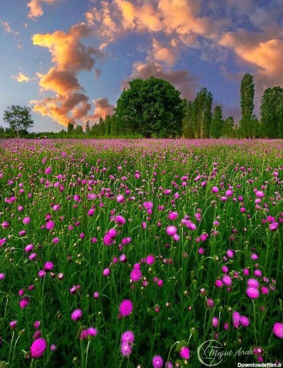 عکس طبیعت و گلهای زیبا