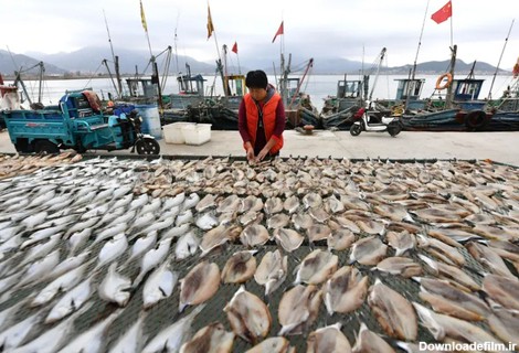 خشک کردن ماهی در چین + عکس