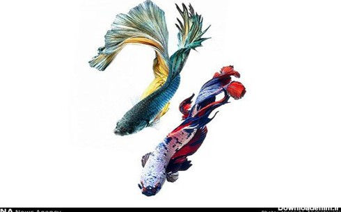 زیبا ترین ماهی های تزیینی+ عکس