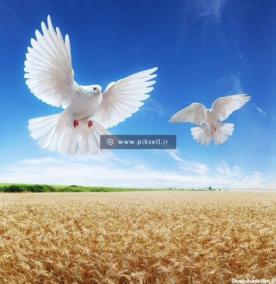 تصویر با کیفیت دو کبوتر سفید در حال پرواز در آسمان آبی