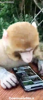 میمون وعلاقمند به موبایل