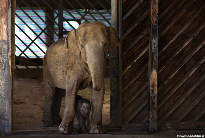 (تصاویر) بچه فیل ۲۳ روزه باغ وحش ارم