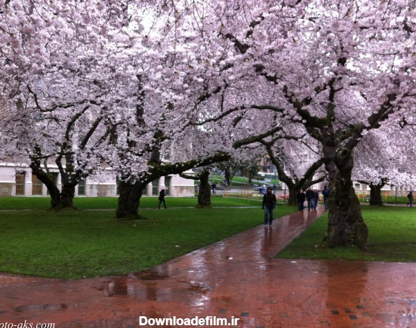 عکس درختان بهاری پر از شکوفه سفید در پارک