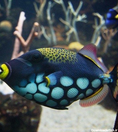 عکس زیباترین ماهی‌های دنیا در آب