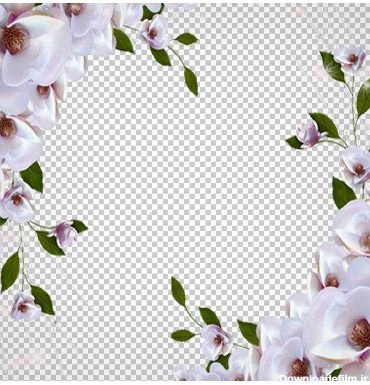 دانلود قاب و فریم با طرح گل های سفید بهاری بصورت فایل بدون بکگرند و دوربری شده