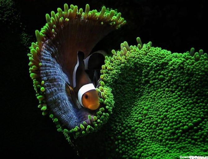 تصاویر فوق العاده زیبا از دنیای زیر آب - اصیل
