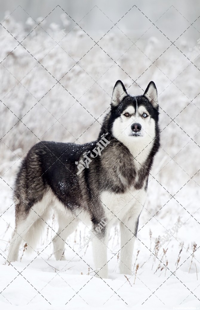 عکس سگ هاسکی در آلاسکا