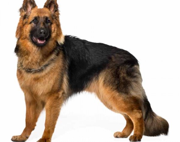 معرفی کامل نژاد سگ ژرمن شپرد | عکس + بررسی ویژگی‌ها | پت بان