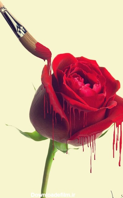 عکس گل رز نقاشی شده