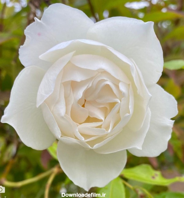 عکس گل رز سفید و صورتی برای نقاشی
