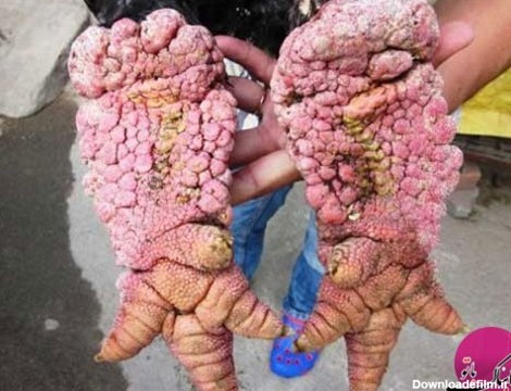 مرغ و خروس‌هایی که عجیب ترین پاهای دنیا را دارند (+عکس)
