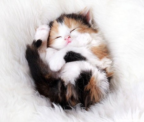 تصاویری از بچه گربه های دوست داشتنی در حال خواب • مجله تصویر زندگی