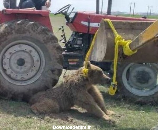 کشتن وحشیانه و ترسناک یک خرس نادر ایرانی در روستایی در اردبیل