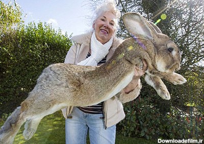 عکس های بامزه و دیدنی از داریوش و جف، بزرگترین خرگوش های جهان
