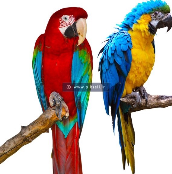 عکس با کیفیت از دو طوطی قرمز آبی و آبی زرد در کنار هم