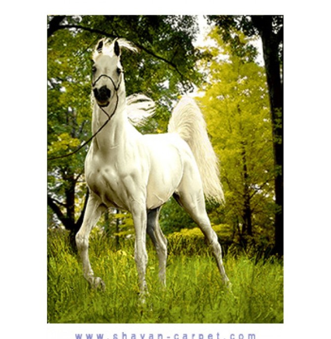 اسب سفید