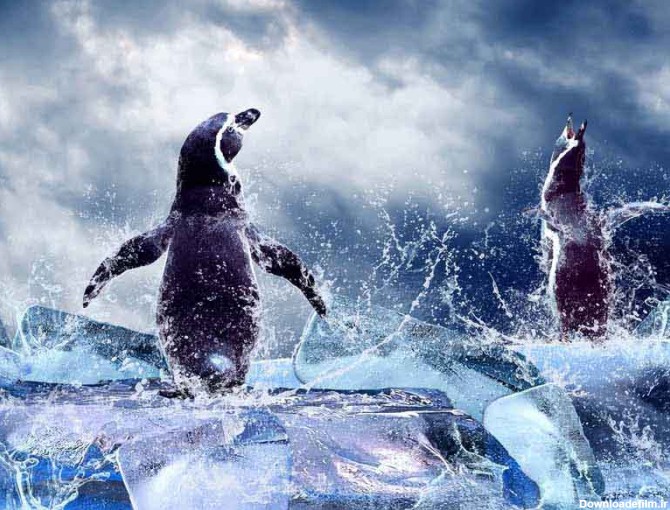 دانلود تصویر فانتزی پنگوئن ها