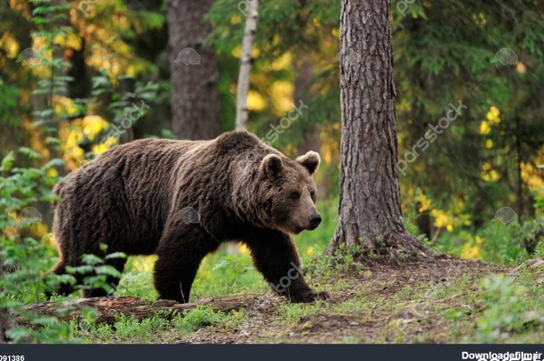 قهوه ای راه رفتن خرس در جنگل 1091386