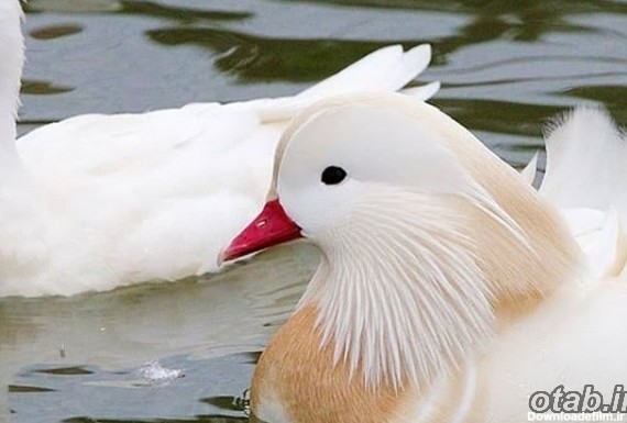 فروش جوجه اردک ماندارین سفید-آنلاین تبلیغ | معرفی کسب و کار به گوگل