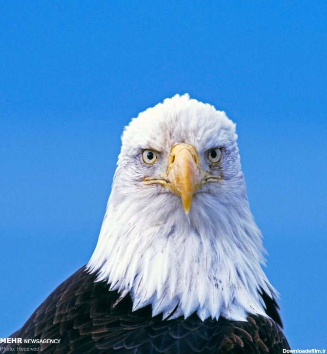 تصاویری جالب از دنیای متفاوت عقاب‌ها
