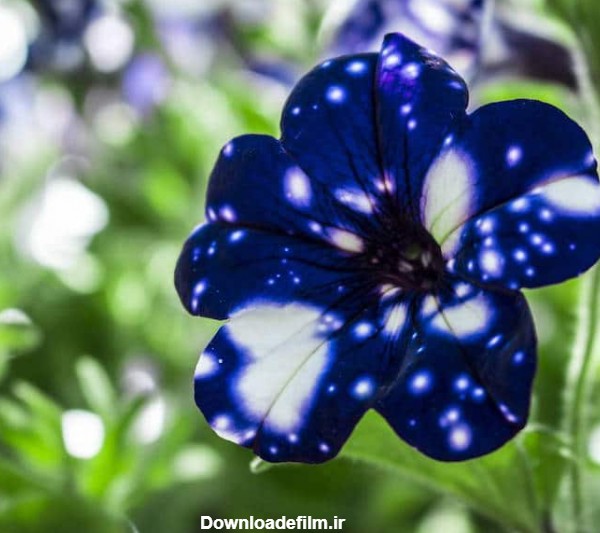 15 عکس زیبا و خیره کننده از گل های اطلسی با گلبرگ های کهکشانی