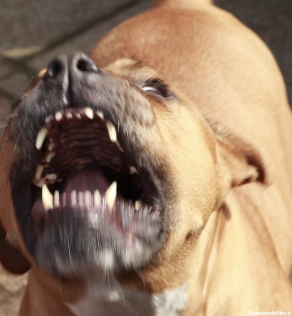 معرفی کامل سگ پیت بول حیوانی ترسناک، باهوش، مهربان و وفادار + عکس