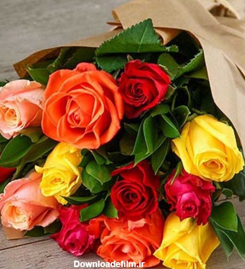 تصویر گل رز زیبا