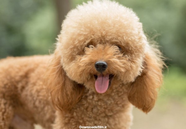 مشخصات کامل، قیمت و خرید نژاد سگ پودل میناتوری (Poodle-Miniature ...