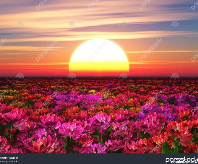 گل های رنگارنگ را در پس زمینه غروب آفتاب 1284916