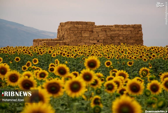 عکس دشت گل آفتابگردان