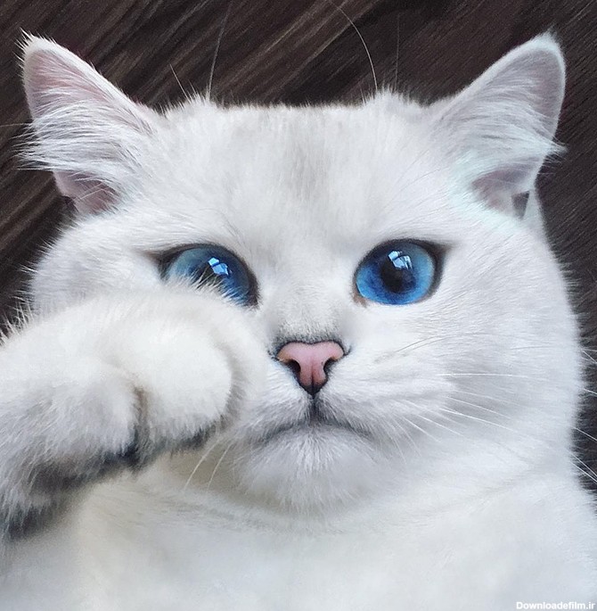عکس گربه با زیباترین چشم‌های دنیا • مجله تصویر زندگی