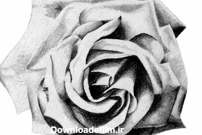 نقاشی گل رز با مداد سیاه