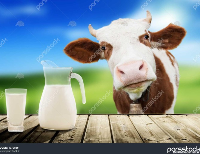 گاو و شیر 1072836