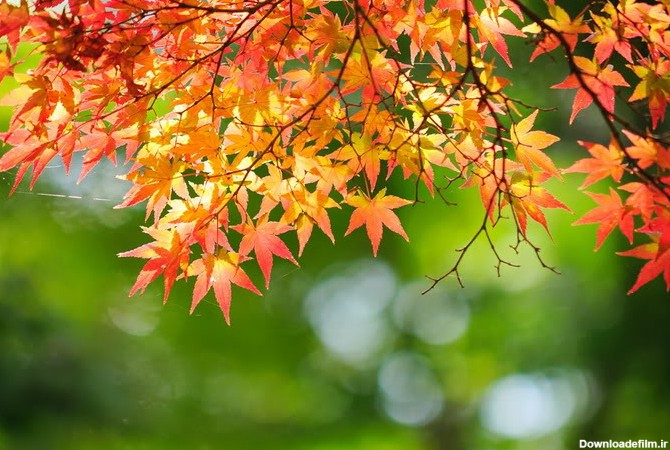 تصاویر زیبا و رویایی از فصل پاییز