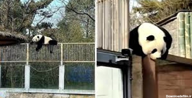 تلاش خرس پاندا برای فرار از باغ وحش (فیلم)