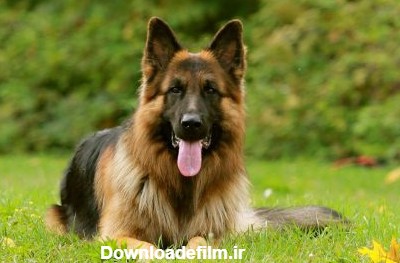 سگ ژرمن شپرد | آشنایی کامل با سگ ژرمن شپرد یک نژاد اصیل سگ