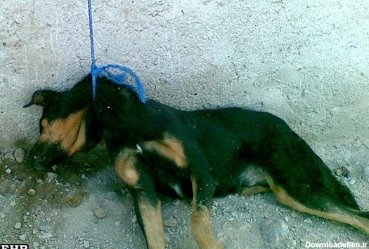 سگ کشی بی‌رحمانه در تبریز! +عکس - تابناک | TABNAK