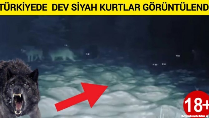 گله گرگ سیاه غول پیکر در ترکیه نمایش داده شد