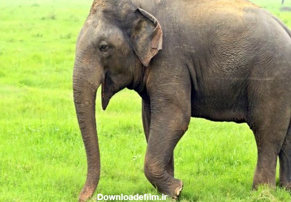 حقایقی شگفت انگیز درباره فیل ها که نمی دانید! + عکس