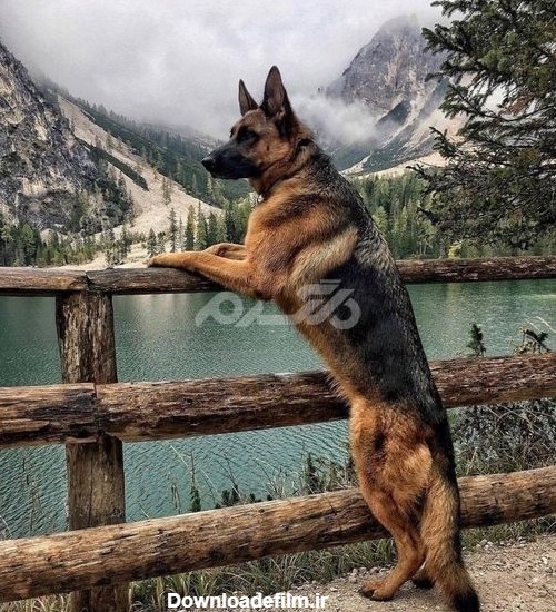 عکس سگ ژرمن 1401 خوشگل با ژست های جالب و دیدنی