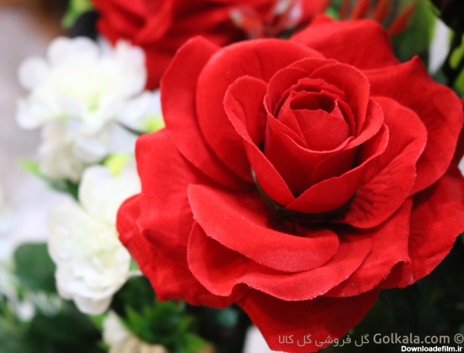 سبد گل رز قرمز و کوکب سفید | گلفروشی گل کالا | 70 هزار تومان