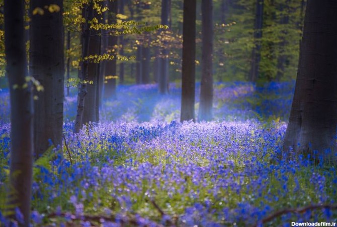جنگل جادویی هالربوس، بهشت آبی رنگ بلژیک - کجارو