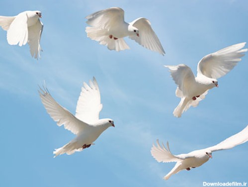 عکس با کیفیت از یک دسته پرنده سفید در آسمان