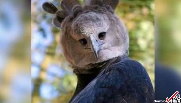تصویر یک جغد عجیب در اینترنت مشهور شد / پرنده ای که بسیار شبیه به ...