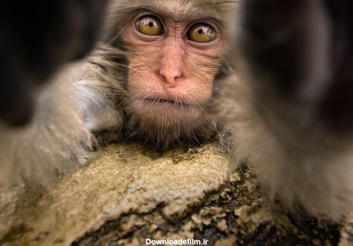 داستان عکس میمون آیفون به دست | لنزک