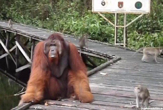 (ویدئو) آخر عاقبت موز دزدی میمون از اورانگوتان
