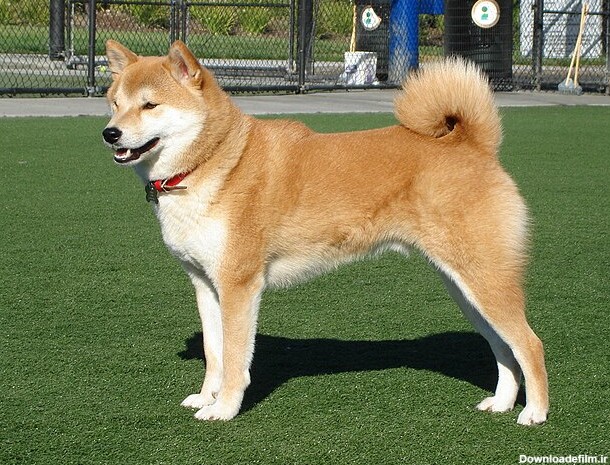 شیبا (سگ) - ویکی‌پدیا، دانشنامهٔ آزاد