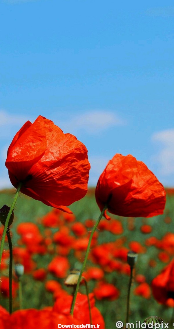 گل شقایق وحشی - عکس ویسگون